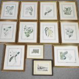 A set of ten botanical prints,