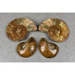 NATURAL HISTORY - Two cut and polished Ammonites, both displaying the distinctive pattern of the