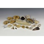 A collection of fossils and minerals