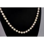A single strand cultured pearl necklace with a 14ct gold clasp, contained in a Mikimoto box and with