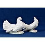 A Rosenthal Fan Tail Dove figurine with impressed signature Heidenreich to base plus a Lladro dove