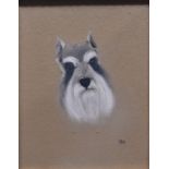 A framed and signed portrait of a Long Haired Schnauzer 13 1/8 x 19¼in. (33.4 x 26cm.).