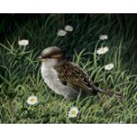 Kevin Hickman (Guernsey, b.1957), Study of a female tree sparrow amongst daisies . watercolour,