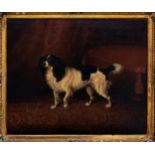 English School (circa 1840-60), Portrait of a toy spaniel (now known as a King Charles spaniel) .