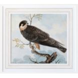 Samuel Howitt (British, 1765-1822), 'Hobby, Falco Subbuteo (Juvenile)' . pen and ink, watercolour