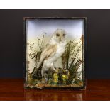 A taxidermy study of a Barn Owl, probably early 20th century, in naturalistic setting, cased