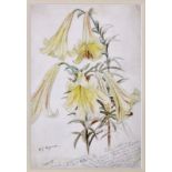 William John Caparne (British, 1856-1940), Lilium Sulphureum watercolour, signed lower left,