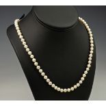 A single strand cultured pearl necklace with 9ct yellow gold clasp, in a Mikimoto box. The pearls