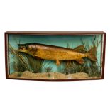 Taxidermy interest - A large early 20th century taxidermy specimen of a PIKE (Esox Lucius),