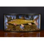 Cased fish - A late 19th century taxidermy Common Barbel, (Barbus barbus), preserved and mounted