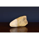 An antique Sperm Whale tooth - uncarved, measuring 7in. (17.8cm.). * Please note that this lot may