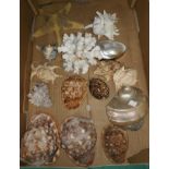 A selection of larger seashells: conches; abalone; cowrie; etc.