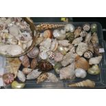 A selection of seashells