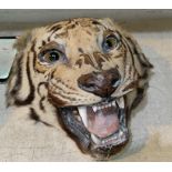 An early 20th century mounted Tiger's head with glass eyes (some wear)