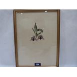 19th CENTURY BOTANICAL SCHOOL Study of slipper orchids (Maxillaria Stapeloides). Inscribed in