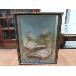 Vintage Taxidermy. Three cased birds, mounted in a naturalistic setting with painted backdrop. The