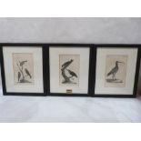 Three 19th century ornothological engravings. 7¾' x 5'