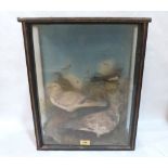 Vintage Taxidermy. Three cased birds, mounted in a naturalistic setting with painted backdrop. The