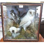 Vintage Taxidermy. A cased owl, woodpecker and ferret (?) group. The case 16¾' x 16¾'
