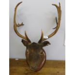 A mounted stag's head
