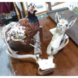 A Taxidermy pheasant, antelope head and a pair of mounted antlers