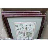 Seven framed botanical prints