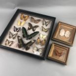 A CASED SET OF BUTTERFLIES AND TWO OTHERS