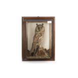 AN EARLY 20TH CENTURY TAXIDERMY OF A LONG EARED OWL