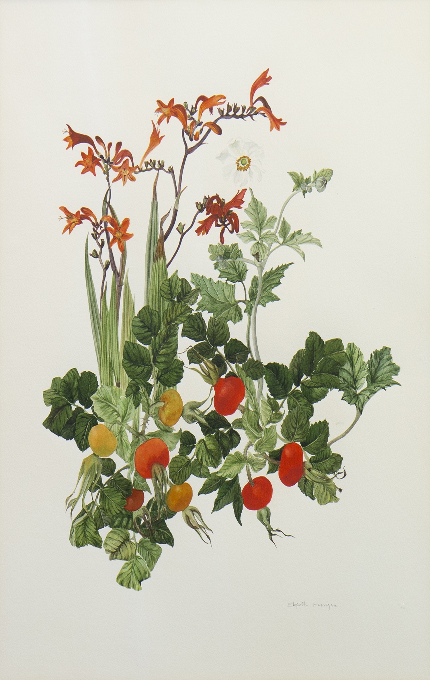 ROSEHIPS AND FLOWERS, A WATERCOLOUR BY ELSPETH HARRIGAN - Image 2 of 2