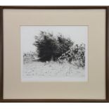 FIELD ON ALBATTAN WITH CACTUS, AN ETCHING BY WALID ABU-SHAKRA