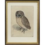 SCOTTISH SCHOOL, PRINT OF AN OWL