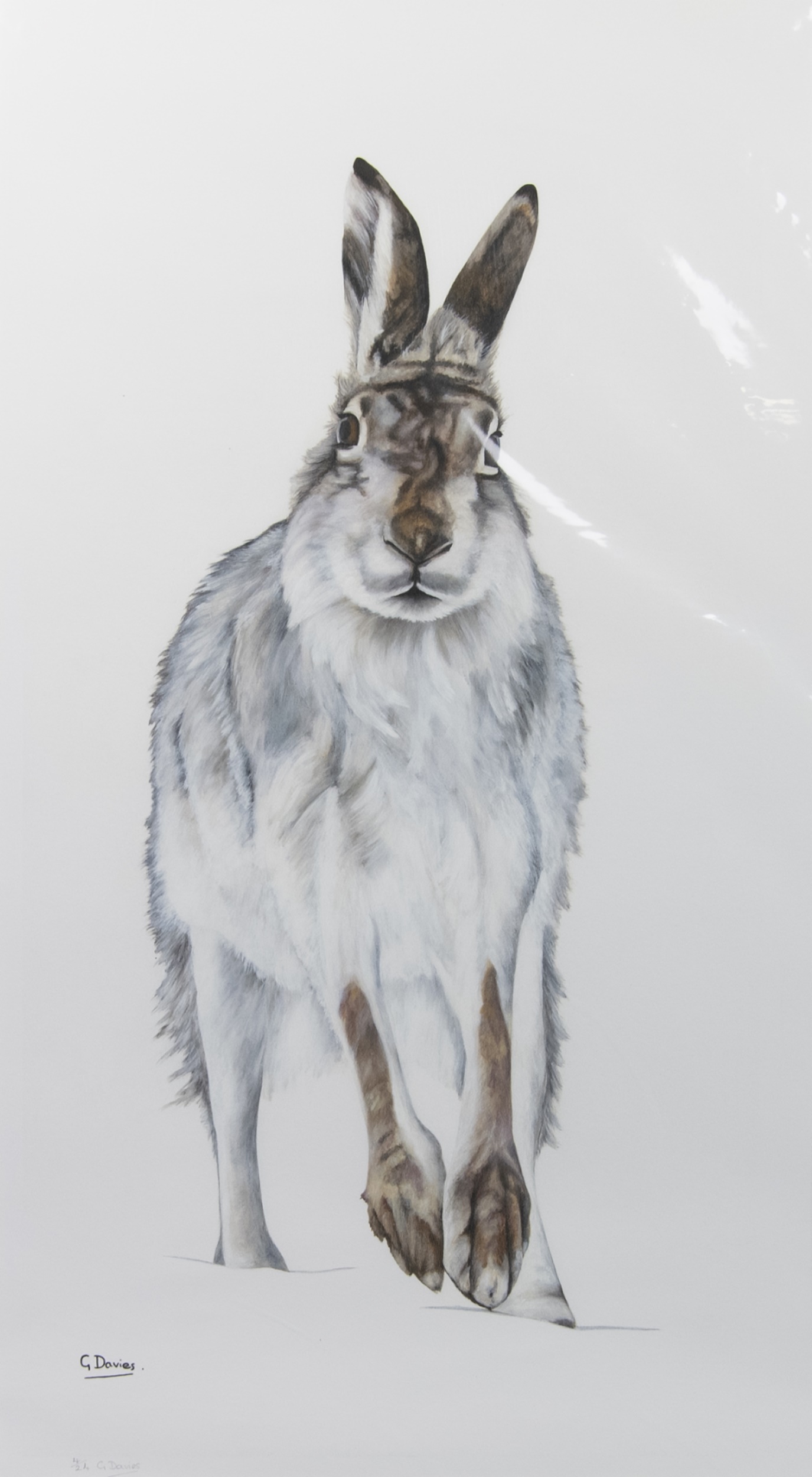 MOUNTAIN HARE, A COLOUR PRINT BY GILL DAVIES