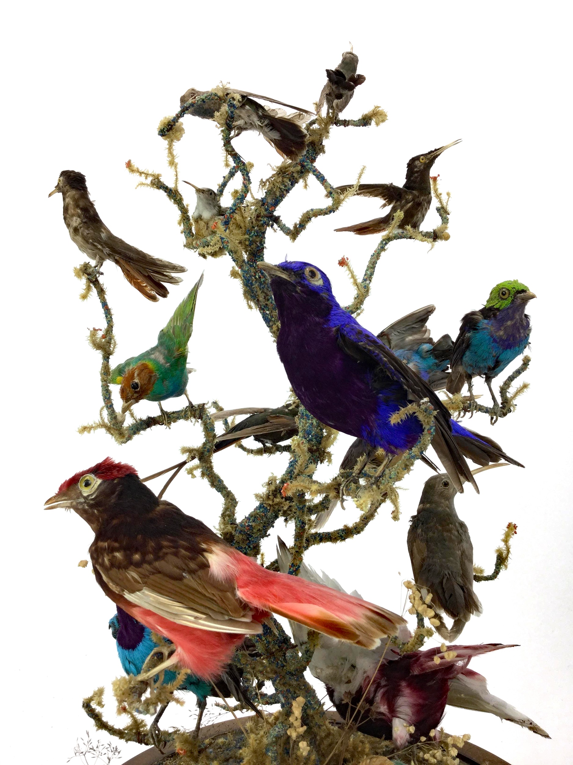 AN IMPRESSIVE 19TH CENTURY ORNITHOLOGICAL TAXIDERMY DISPLAY - Image 4 of 4