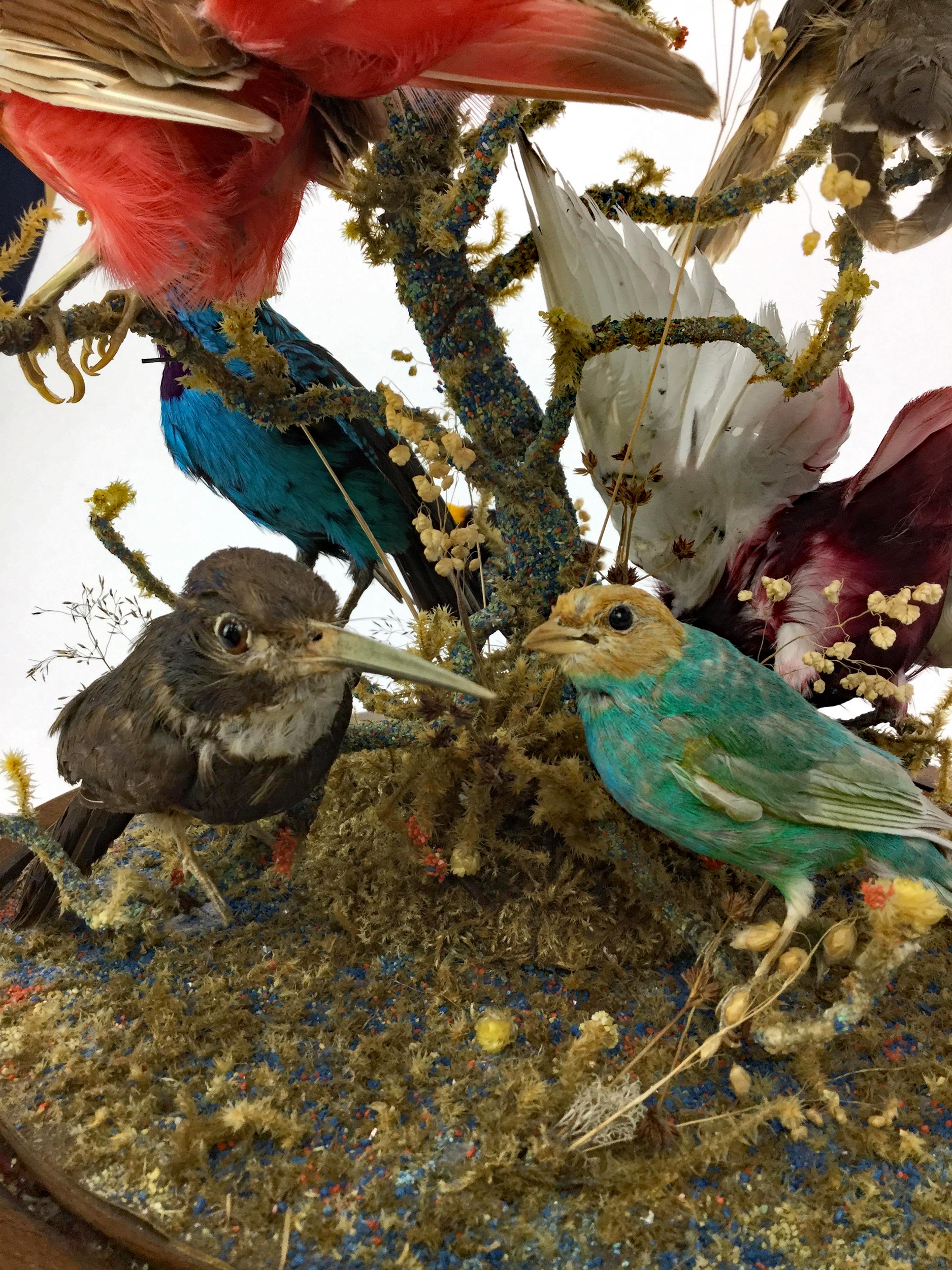 AN IMPRESSIVE 19TH CENTURY ORNITHOLOGICAL TAXIDERMY DISPLAY - Image 3 of 4