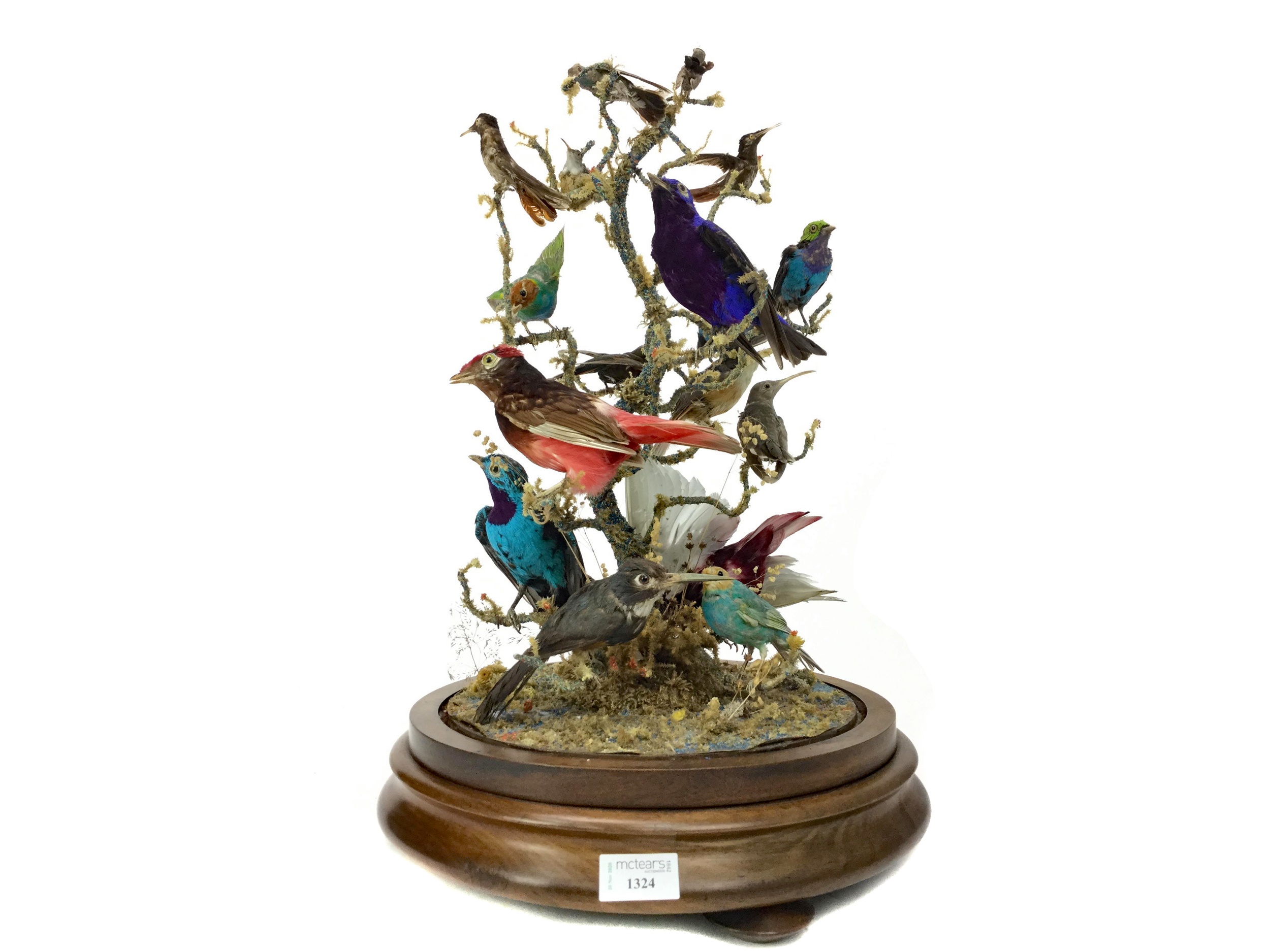 AN IMPRESSIVE 19TH CENTURY ORNITHOLOGICAL TAXIDERMY DISPLAY - Image 2 of 4