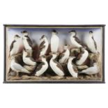 TAXIDERMY. FOURTEEN SEA BIRDS, LATE 19TH C  comprising eleven razorbills, two black headed gulls and