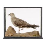 TAXIDERMY.  HERRING GULL (IMMATURE) LATE 19TH/EARLY 20TH C   in glazed case with taped edges, 43cm