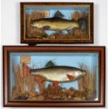 A GROUP OF EIGHT REALISTICALLY PAINTED RESIN FISH WALL PLAQUES, VARIOUS LENGTHS AND TWO MOUNTED IN