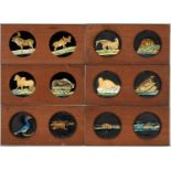 EIGHT VICTORIAN MAHOGANY MOUNTED PAINTED GLASS MAGIC LANTERN DOUBLE SLIDES OF BIRDS AND ANIMALS,