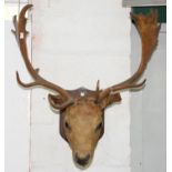 TAXIDERMY. THE HEAD OF A DEER WITH ANTLERS, MOUNTED ON OAK SHIELD, APPROXIMATELY 61CM H Slight