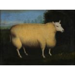 BRITISH NAIVE ARTIST, PROBABLY EARLY 19TH C, PORTRAIT OF A PRIZE SHEEP, OIL ON CANVAS, 24.5 X 33.5CM
