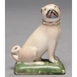 A DERBY MODEL OF A PUG DOG, C1770 in gilt collar with turquoise rosette, on a green cushion, 8.5cm h