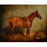 HERBERT H ST JOHN JONES (1872-1939)  PORTRAIT OF "RUFUS" A SADDLED HORSE IN A LOOSE BOX   signed and