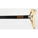 AN EBONY WALKING CANE WITH SILVER MOUNTED BOAR?S TUSK HANDLE, 97CM, MARKS RUBBED LONDON 1892