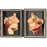 TWO GERMAN POLYCHROME WAX ANATOMICAL MODELS OF THE DISECTED HUMAN HEAD, LEHRMITTELWERKE BERLIN,