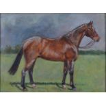 BRITISH EQUESTRIAN SCHOOL, 20TH C - PORTRAIT OF A BRIDLED HUNTER IN A FIELD, OIL ON CANVAS BOARD, 28