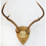 TAXIDERMY. MOUNTED FOUR POINT DEER ANTLERS AND SKULL PLATE ON OAK SHIELD WITH BRASS TABLET