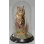 VICTORIAN TAXIDERMY. LONG EARED OWL REALISTICALLY PERCHED ON A STUMP AMIDST GRASSES ON PAPIER