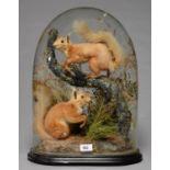 TAXIDERMY. RED SQUIRRELS, LATE 19TH / EARLY 20TH C, REALISTICALLY MOUNTED ON A BRANCH OR SEATED ON