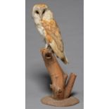 TAXIDERMY. BARN OWL, REALISTICALLY PERCHED ON A LOG, 51CM H Good condition